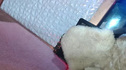 Caroline online show from 19, 1, 2025