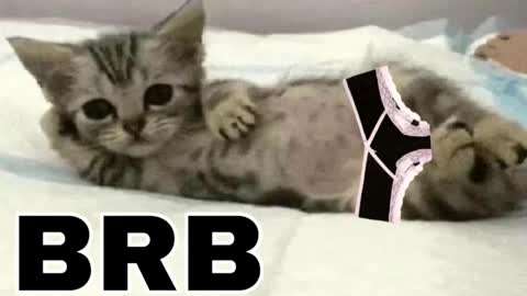 miko3 online show from 3, 12, 2025