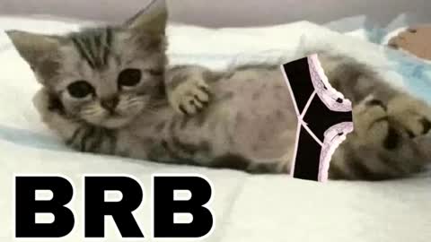 miko3 online show from 12, 3, 2026