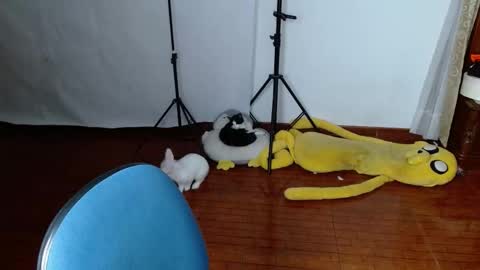 _the_dark_side_of_the_moon_ online show from 19, 3, 2026