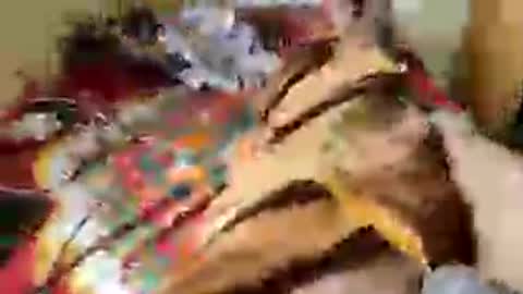 Aachujos online show from 12, 6, 2026