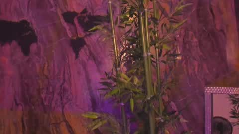 ALAHIA online show from 12, 1, 2026