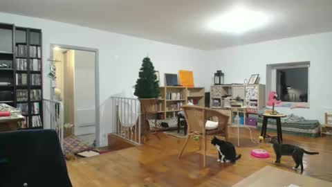 Alice online show from 6, 12, 2024