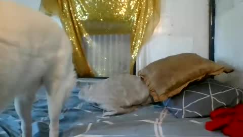 asianladyboy888 online show from 4, 12, 2024