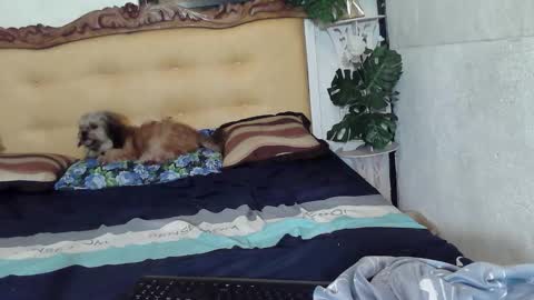 asianladyboy888 online show from 23, 2, 2026