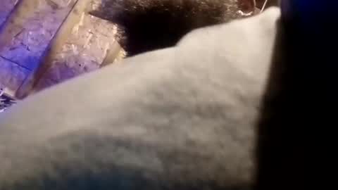 Snapshot of bigdaddy1231995 chatting on 13, 11, 2025 BigDaddykodack online show from 13, 11, 2025