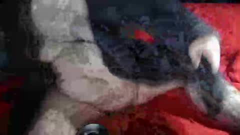 biggrey66 online show from 14, 12, 2024