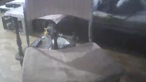 bigpenix online show from 20, 4, 2026