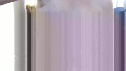 bolbil1 online show from 15, 12, 2024