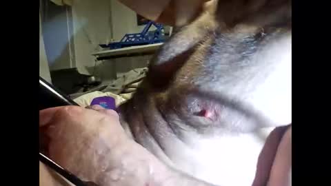 Snapshot of bonop1 chatting on 19, 3, 2026 bonop1 online show from 19, 3, 2026