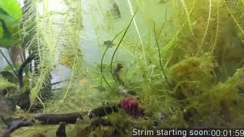 Booker Baxton online show from 5, 12, 2024