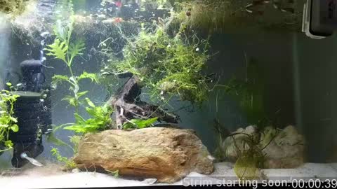 Booker Baxton online show from 7, 12, 2024