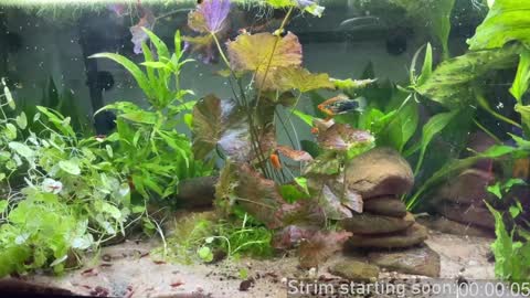 Booker Baxton online show from 6, 2, 2025