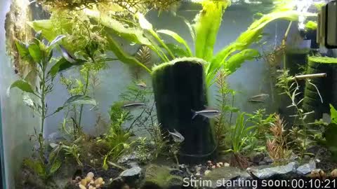 Booker Baxton online show from 23, 9, 2025