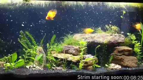 Booker Baxton online show from 30, 9, 2025