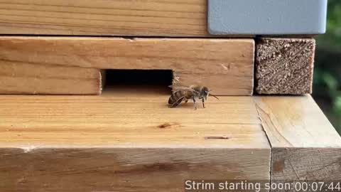 Booker Baxton online show from 2, 10, 2025