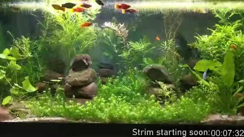 Booker Baxton online show from 7, 10, 2025