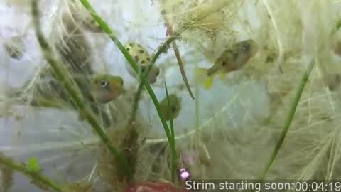 Booker Baxton online show from 23, 10, 2025