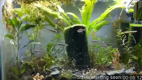 Booker Baxton online show from 4, 11, 2025