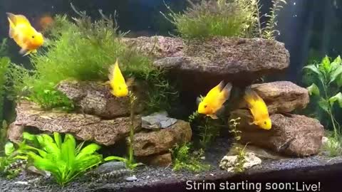 Booker Baxton online show from 19, 11, 2025