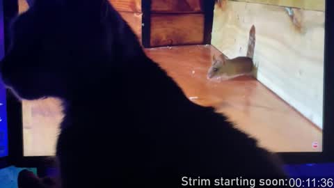 Booker Baxton online show from 3, 2, 2026