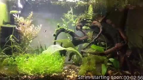 Booker Baxton online show from 13, 2, 2026