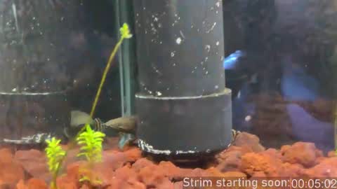 Booker Baxton online show from 28, 2, 2026