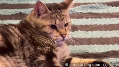 Booker Baxton online show from 10, 4, 2026