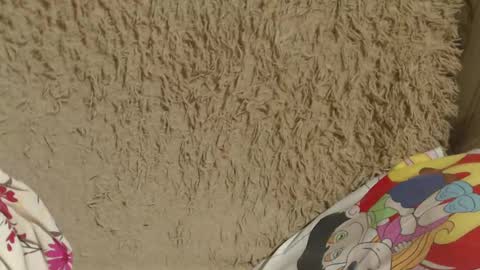 say meow and send tip  online show from 14, 2, 2025