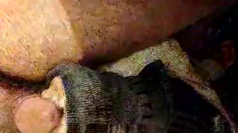 catdaddy179057 online show from 1, 3, 2026