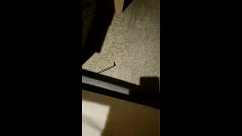 chrisgogo121 online show from 17, 11, 2025