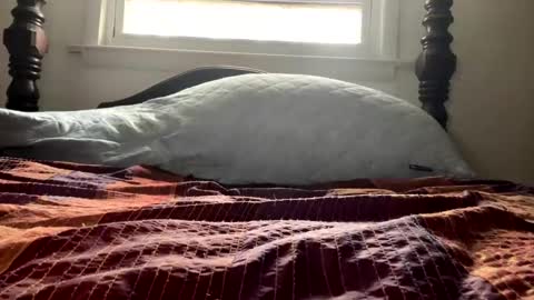 Snapshot of curiousperformance chatting on 4, 12, 2024 Curiousperformance online show from 4, 12, 2024