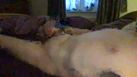 daddymoans4u online show from 11, 12, 2024