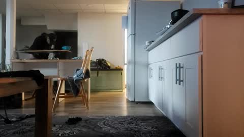 danimal5000 online show from 12, 11, 2025