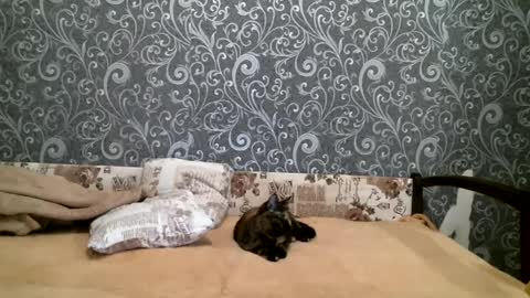 DennisXCarol online show from 23, 2, 2025