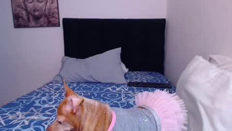 Derek online show from 2, 3, 2025