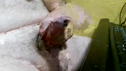 didyoujustseethat online show from 7, 10, 2025