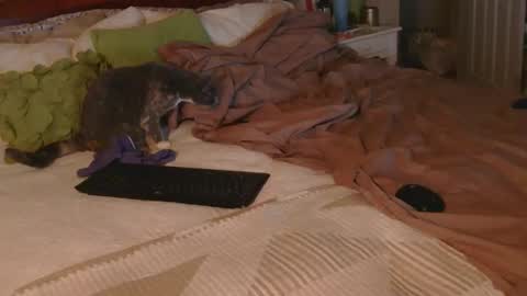 Snapshot of dildosnme22 chatting on 18, 12, 2025 dildosnme22 online show from 18, 12, 2025