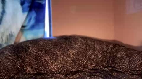 dove_love22 online show from 12, 1, 2026