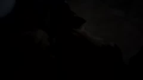 dthedog12 online show from 5, 10, 2025