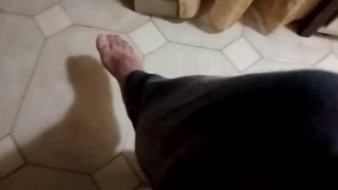 dthedog12 online show from 4, 11, 2025