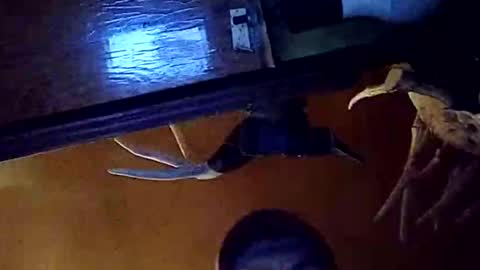 Snapshot of dukester36 chatting on 26, 5, 2026 dukester36 online show from 26, 5, 2026