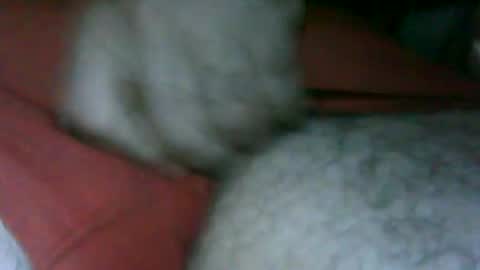 Snapshot of fer_2197 chatting on 13, 11, 2025 fer_2197 online show from 13, 11, 2025