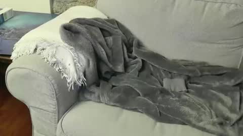 Fid online show from 6, 1, 2026