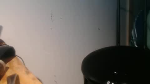 forestnymphpdx online show from 30, 1, 2025