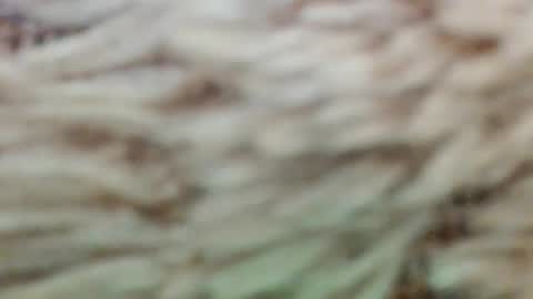 fullyfashionednylonlover online show from 2, 3, 2026