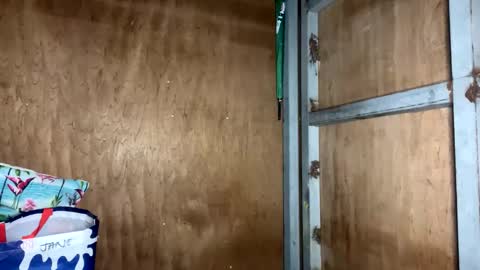 fvckingscarlet online show from 23, 11, 2025