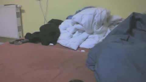 gnz310388 online show from 4, 3, 2026