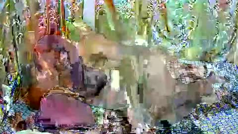 happysonia online show from 18, 3, 2026