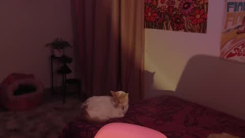    online show from 18, 12, 2024